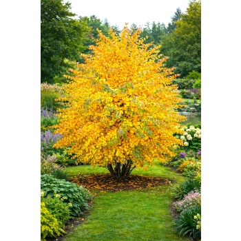 GRUJECZNIK JAPOŃSKI GLOWBALL - sadzonki 20 / 30 cm