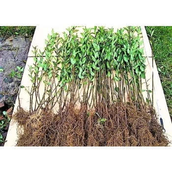 LIGUSTR LIGUSTER Pakiet 5 sztuk duże - sadzonki 70 / 100 cm