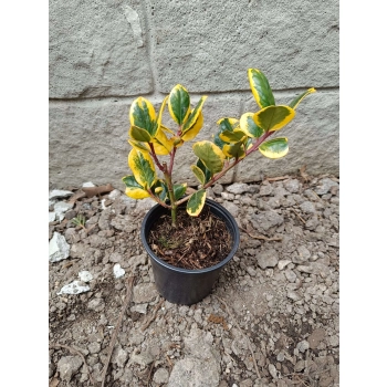 OSTROKRZEW GOLDEN KING PAKIET 5 sztuk - sadzonki 10 / 20 cm