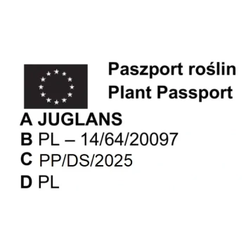 ORZECH WŁOSKI JACEK duże orzechy - sadzonki 40 / 60 cm