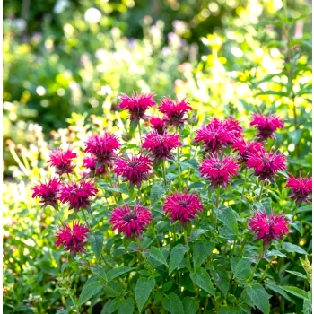 PYSZNOGŁÓWKA BALMY ROSE różowa - sadzonki 10 / 20 cm