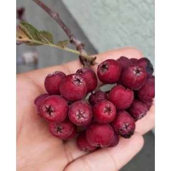 JARZĘBINA FIOLETOWA szczepiona na pniu - sadzonki 150 / 170 CM
