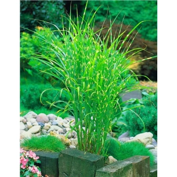 TRAWA MISKANT zebrinus Pakiet 5 sztuk - sadzonki 20 / 30 cm