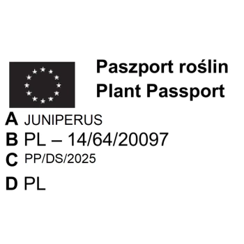 JAŁOWIEC BLUE STAR - sadzonka 10 / 20 cm