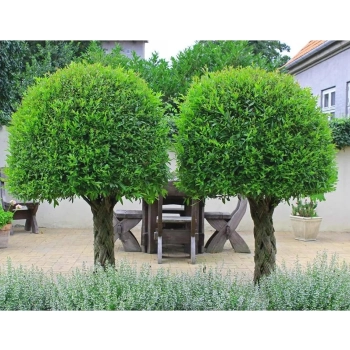 WIERZBA PLECIONA RĘCZNIE DUŻA ROŚLIN sadzonki - 170 / 180 cm