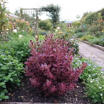 KOPROSMA ECLIPSE - sadzonki 10 / 20 cm