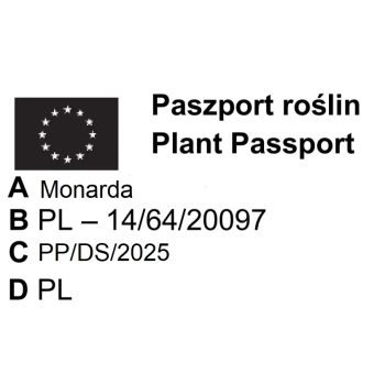 PYSZNOGŁÓWKA CAMBRIDGE SCARLET czerwona - sadzonki 10 / 20 cm