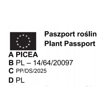 ŚWIERK SREBRNY CHOINKA DUŻA ROŚLINA DONICZKOWANE - sadzonki 150 / 180 cm