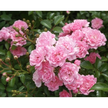 RÓŻA OKRYWOWA RÓŻOWA w donicy - sadzonki 10 / 20 cm