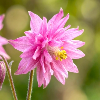 ORLIK ROSE BARLOW - sadzonki 10 / 20 cm