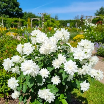 JAŚMINOWIEC KARŁOWY PEARL OF PERFUME - sadzonki 10 / 20 cm