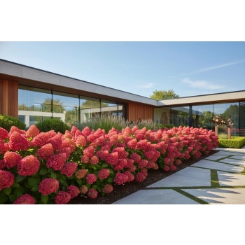 HORTENSJA BUKIETOWA BONFIRE - sadzonki 10 / 20 cm