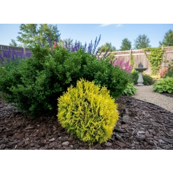 THUJA TUJA DANICA AUREA - sadzonki 10 / 20 cm