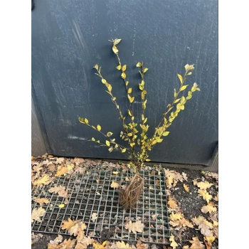 IRGA żywopłot - sadzonki 80 / 120 cm