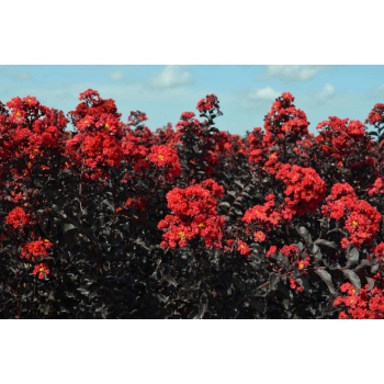 LAGERSTROEMIA CZERWONA czerwony liść - sadzonki 50 / 70 cm