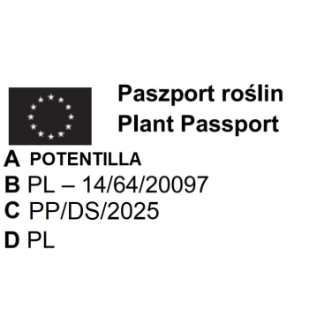 PIĘCIORNIK RED ACE czerwony - sadzonki 10 / 20 cm