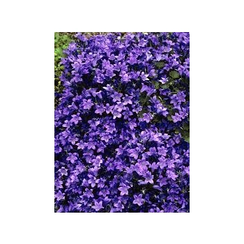 DZWONEK DALMATYŃSKI BIRCH HYBRID - sadzonki 5 / 10 cm