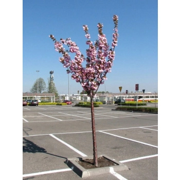 ŚLIWA PISARDII szczepiona na pniu -28c - sadzonki 220 / 240 cm