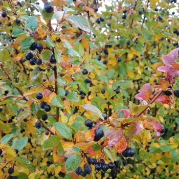 IRGA żywopłot - sadzonki 80 / 120 cm