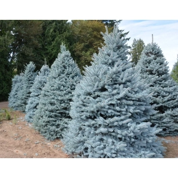 ŚWIERK SREBRNY CHOINKA DUŻA ROŚLINA DONICZKOWANE - sadzonki 150 / 180 cm