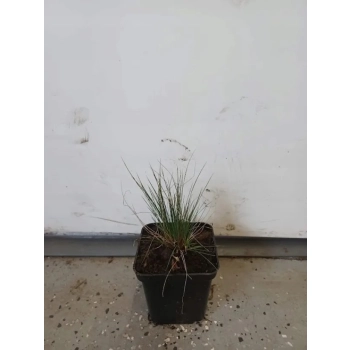 TRAWA NIEDŹWIEDZIE FUTRO Pakiet 5 sztuk odporna - sadzonki 10 / 15 cm