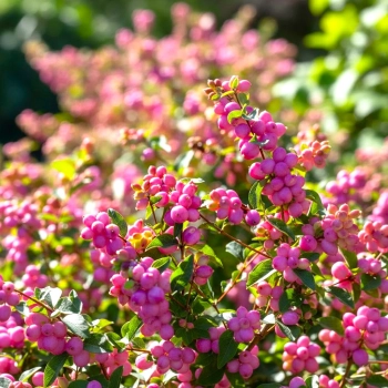 ŚNIEGULICZKA DOORENBOSA MAGIC BERRY - sadzonki 10 / 20 cm