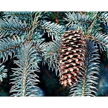 ŚWIERK SREBNY Pakiet 5 sztuk - sadzonki 20 / 30 cm