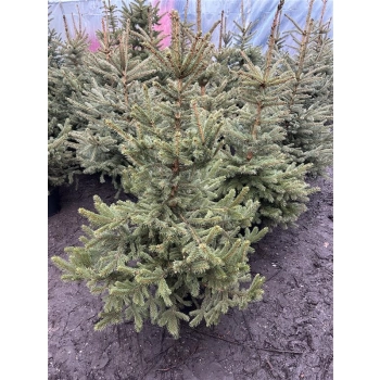 ŚWIERK SREBRNY CHOINKA DUŻA ROŚLINA DONICZKOWANE - sadzonki 150 / 180 cm