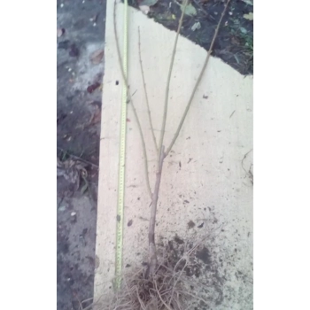 FORSYCJA żywopłot, złoto w Twoim ogrodzie PAKIET 5 SZT - sadzonki 40 / 60 cm