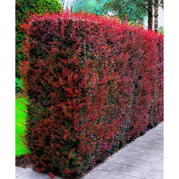 BERBERYS czerwony Kolumnowy Pakiet 5 sztuk - sadzonki 60 / 80 cm