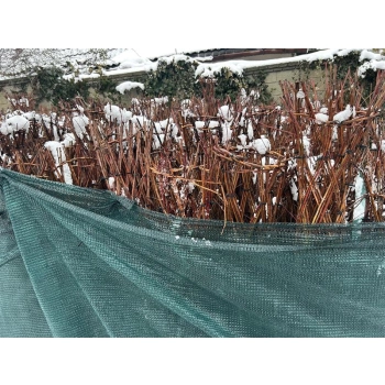 WIERZBA PLECIONA RĘCZNIE przycięta sadzonki - 90 / 100 cm