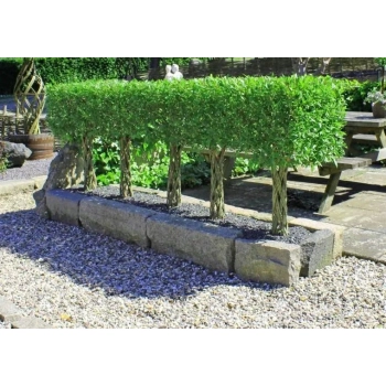 WIERZBA PLECIONA RĘCZNIE DUŻA ROŚLIN sadzonki - 170 / 180 cm