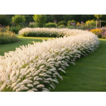 TRAWA ROZPLENICA hameln Pakiet 5 sztuk - sadzonki 20 / 30 cm