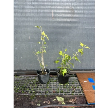 Hibiskus Tower Purple - sadzonki 30 / 50 CM