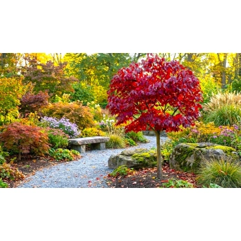 PAROCJA PERSKA BELLA NA PNIU - sadzonki 40 / 60 cm