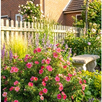 PIĘCIORNIK BELLISSIMA różowy - sadzonki 10 / 20 cm