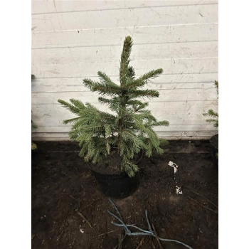 ŚWIERK SREBRNY KAIBAB Pakiet 5 sztuk - sadzonki 40 / 60 cm