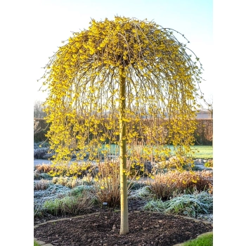 OCZAR WIRGINIJSKI ŻÓŁTY NA PNIU - sadzonki 40 / 50 cm