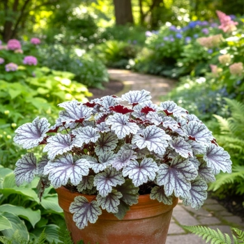 ŻURAWKA REX SILVER - sadzonki 10 / 20 cm