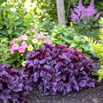 ŻURAWKA WILD BERRY - sadzonki 10 / 20 cm