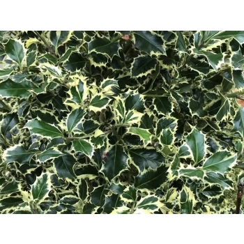 OSTROKRZEW ARGENTEA MARGINATA PAKIET 5 sztuk - sadzonki 10 / 20 cm