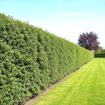 IRGA żywopłot PAKIET 5 sztuk - sadzonki 80 / 120 cm