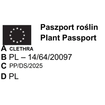 ORSZELINA OLCHOLISTNA PINK SPIRE - sadzonki 10 / 20 cm