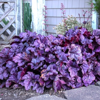 ŻURAWKA WILD BERRY - sadzonki 10 / 20 cm