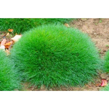 TRAWA NIEDŹWIEDZIE FUTRO Pakiet 5 sztuk odporna - sadzonki 10 / 15 cm