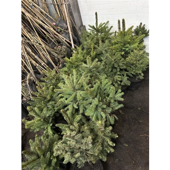 ŚWIERK SREBRNY KAIBAB - sadzonki 40 / 60 cm