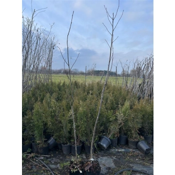 JARZĄB SZWEDZKI szczepiony kolumnowy oryginał - sadzonki 150 / 170 CM