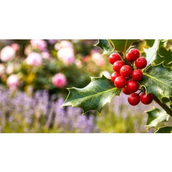 OSTROKRZEW BLUE PRINCE PAKIET 10 sztuk - sadzonki 10 / 20 cm