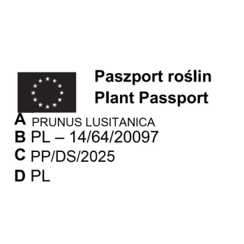 LAUROWIŚNIA IBERYJSKA VARIEGATA - sadzonki 10 / 20 cm