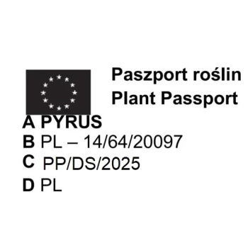 GRUSZA BONKRETA WILLIAMSA słodka - sadzonki 50 / 80 cm